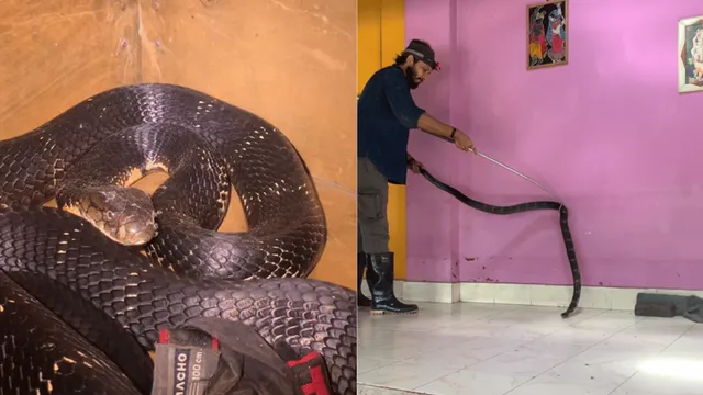 viral-video-9-foot-long-king-cobra-enters-bedroom-in-karnataka-internet-is-horrified